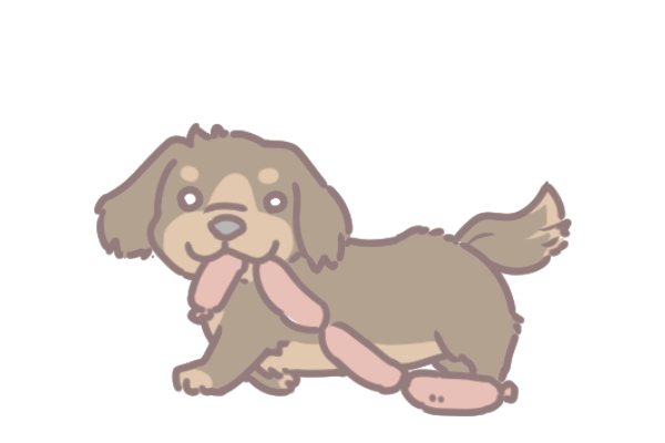 10大最長壽的狗狗品種_8 10大最長壽的狗狗品種_8