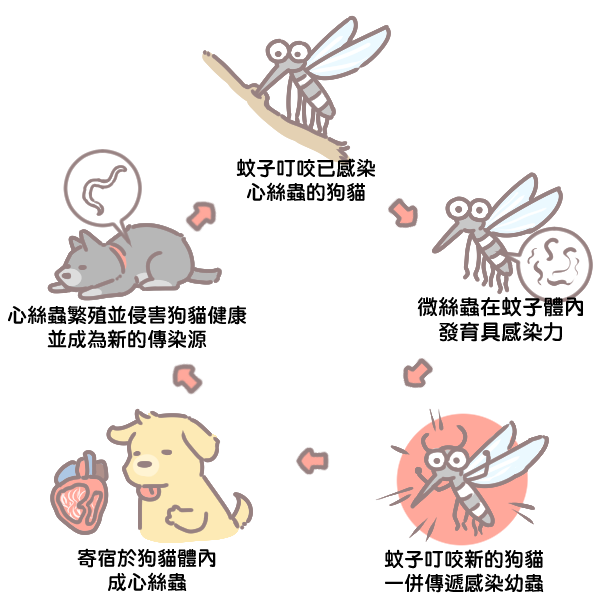 寵物與心絲蟲_2 寵物與心絲蟲_2