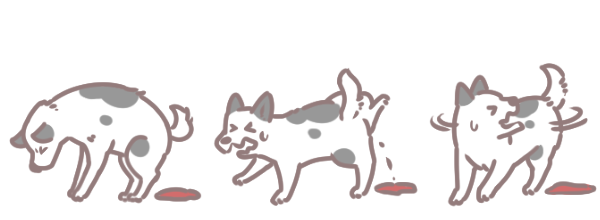 狗狗有血尿_3