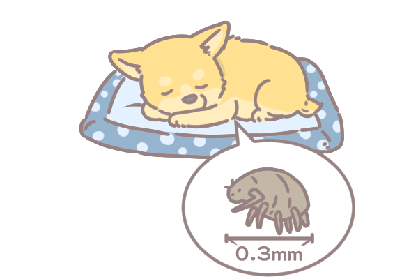 塵蹣的危險_1 塵蹣的危險_1