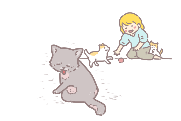 為什麼寵物會狂掉毛_2 為什麼寵物會狂掉毛_2