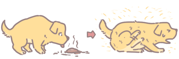 為什麼寵物會狂掉毛_3 為什麼寵物會狂掉毛_3