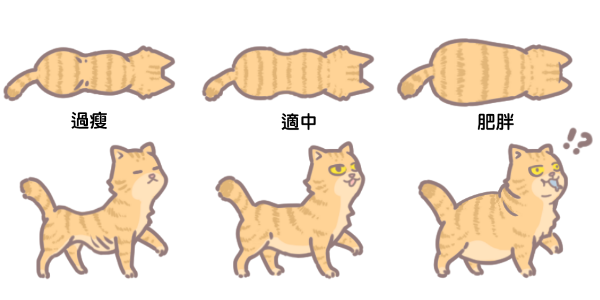 家有肥貓_1