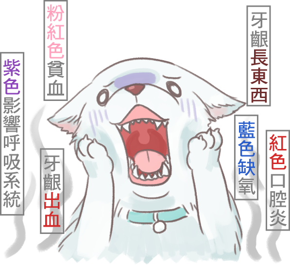 從狗牙齦顏色看健康_2