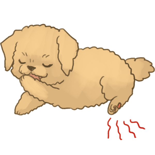 狗的肉球保養術 Sofydog寵物精品